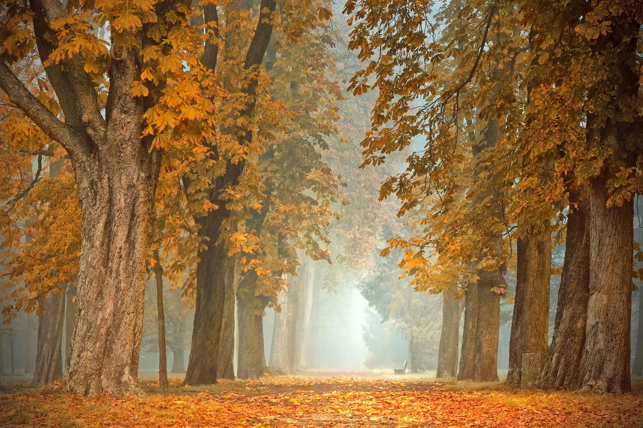 entdecken sie die neuesten herbsttrends, die ihren kleiderschrank auffrischen! von warmen farbtönen bis hin zu stilvollen schichten – bleiben sie modisch und bereit für die kühlen tage. lassen sie sich inspirieren!